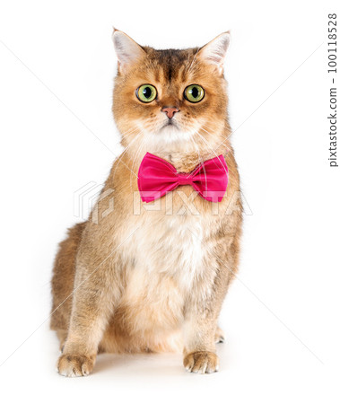 British shorthair cat in bow tie sitting  on white background. Isolated pet portrait 100118528