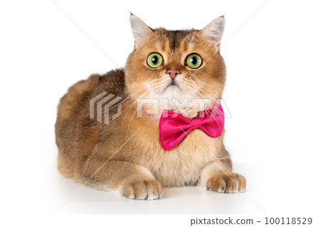 British shorthair cat in bow tie lying down on white background. Isolated pet portrait British shorthair cat in bow tie lying down on white background. Isolated pet portrait 100118529