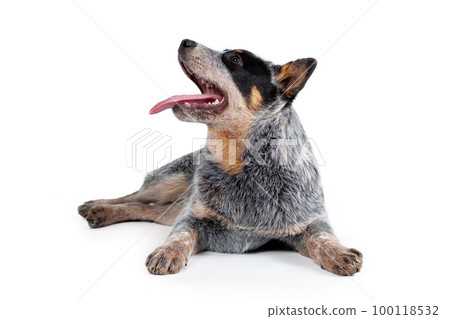 Cute happy blue heeler or australian cattle dog puppy with tongue out lying down isolated on white background. Profile view Cute happy blue heeler or australian cattle dog puppy with tongue out lying down isolated on white background. Profile view 100118532