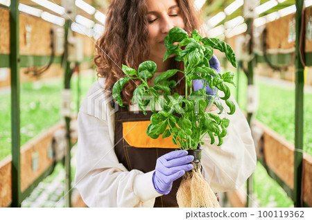 Female gardener enjoying scent of green basil in greenhouse. Young woman in garden rubber gloves holding pot with green leafy plant and smelling aromatic leaf. 100119362