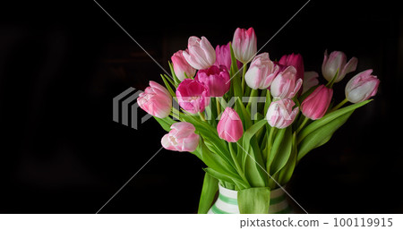 Copy space of tulip flowers in a vase against a black background. Closeup of beautiful flowering plants with pink petals and green leaves blooming and blossoming. A gift bouquet for Valentines Day 100119915