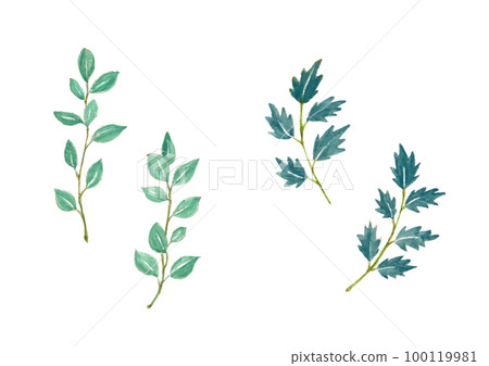 botanical watercolor illustration 100119981
