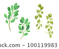 botanical watercolor illustration 100119983