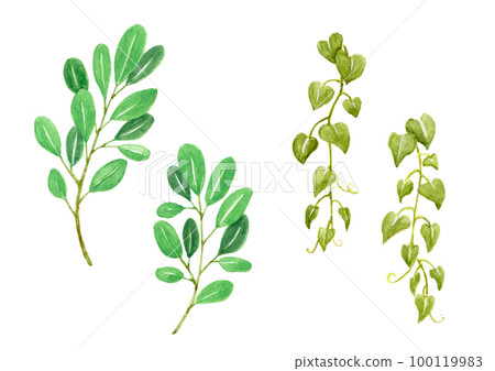 botanical watercolor illustration 100119983