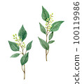 botanical watercolor illustration 100119986