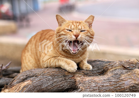A domestic cat walks in a city park in Israel. 100120749