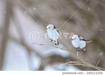 降雪和長尾山雀 100121030
