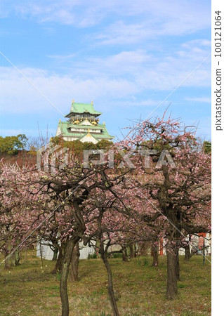 大阪城公園的梅林盛開，今天大阪城的梅林依然繁茂。三月初，梅花開，大阪城， 100121064
