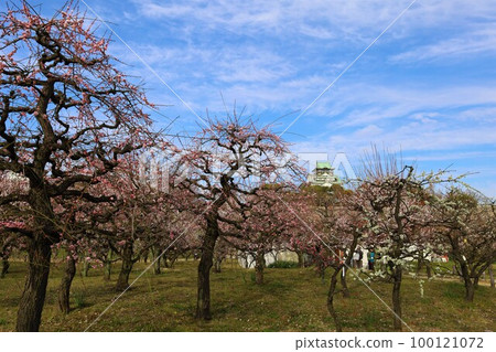 大阪城公園的梅林盛開，今天大阪城的梅林依然繁茂。三月初，梅花開，大阪城， 100121072