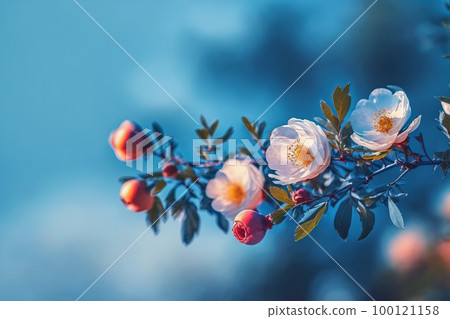 Blooming rose bush. Natural floral spring background. Spring floral wallpaper. Soft selective focus on rose blossoms Blooming rose bush. Natural floral spring background. Spring floral wallpaper. Soft selective focus on rose blossoms 100121158
