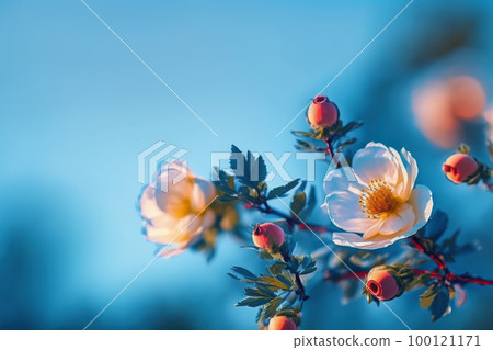 Blooming rose bush. Natural floral spring background. Spring floral wallpaper. Soft selective focus on rose blossoms 100121171