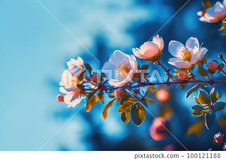 Blooming rose bush. Natural floral spring background. Spring floral wallpaper. Soft selective focus on rose blossoms Blooming rose bush. Natural floral spring background. Spring floral wallpaper. Soft selective focus on rose blossoms 100121188