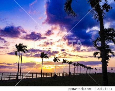 Palm tree road 100121274