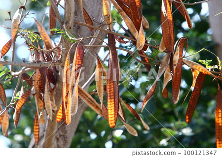 Carob fruit in a city park in northern Israel. Carob fruit in a city park in northern Israel. 100121347