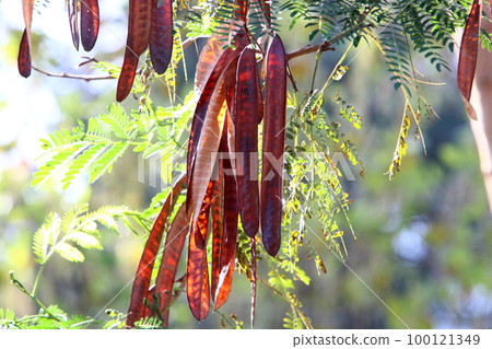 Carob fruit in a city park in northern Israel. 100121349