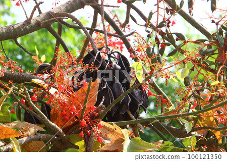 Carob fruit in a city park in northern Israel. 100121350