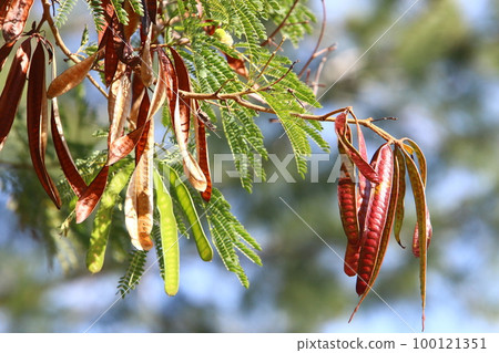 Carob fruit in a city park in northern Israel. Carob fruit in a city park in northern Israel. 100121351