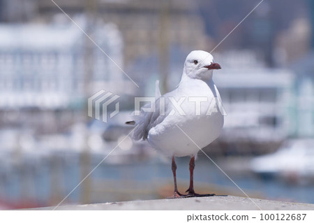 Closeup of a seagull isolated against a bokeh background with copy space. Full length of a white bird standing alone by a coastal city dock. Birdwatching migratory avian wildlife in search for food 100122687