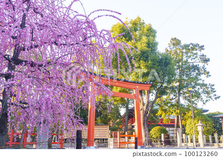 Jonangu Shrine early in the morning, Jonan torii gate and weeping plum blossoms (Fushimi Ward, Kyoto City) Jonangu Shrine early in the morning, Jonan torii gate and weeping plum blossoms (Fushimi Ward, Kyoto City) 100123260