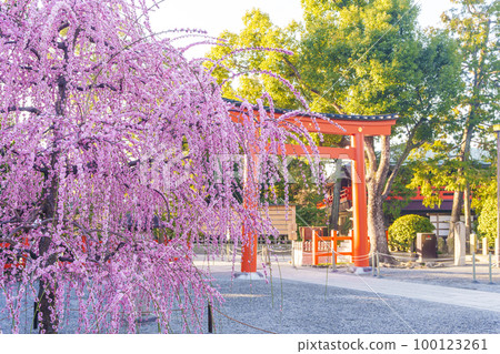 清晨的城南宮、城南鳥居和垂梅(京都市伏見區) 清晨的城南宮、城南鳥居和垂梅(京都市伏見區) 100123261