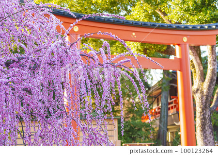 清晨的城南宮、城南鳥居和垂梅（京都市伏見區） 100123264