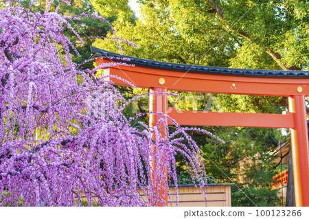 清晨的城南宮、城南鳥居和垂梅（京都市伏見區） 100123266