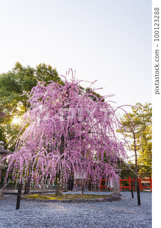 清晨的城南宮,城南鳥居附近的垂梅,日出 清晨的城南宮,城南鳥居附近的垂梅,日出 100123288