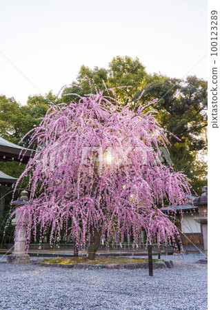 清晨的城南宮,城南鳥居附近的垂梅,日出 清晨的城南宮,城南鳥居附近的垂梅,日出 100123289