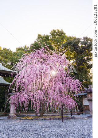 清晨的城南宮，城南鳥居附近的垂梅，日出 100123291