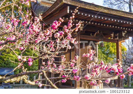 Jonangu Shrine Sessha Serikawa Tenmangu Shrine 梅花盛開的季節 100123312