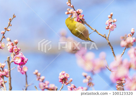 Jonangu Shrine Sesha Serikawa Tenmangu Shrine 吸取梅花花蜜的白眼 100123320