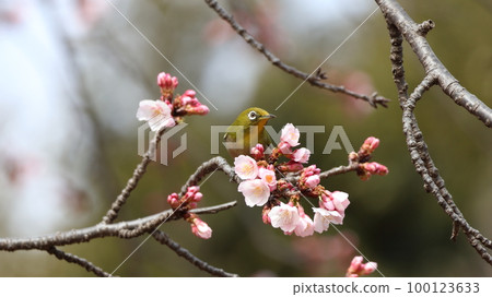 White-eye perched on a branch of cherry blossoms and watching White-eye perched on a branch of cherry blossoms and watching 100123633
