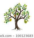 durian tree illustrations 100123683
