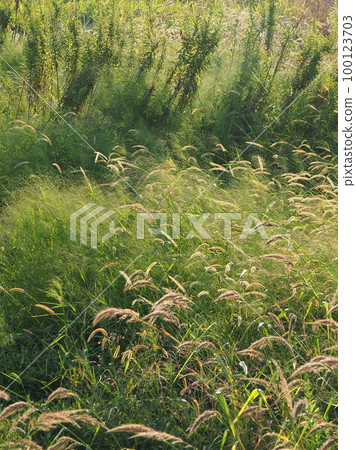 Wasteland, grassland, field, weeds, land, vacant lot Wasteland, grassland, field, weeds, land, vacant lot 100123703