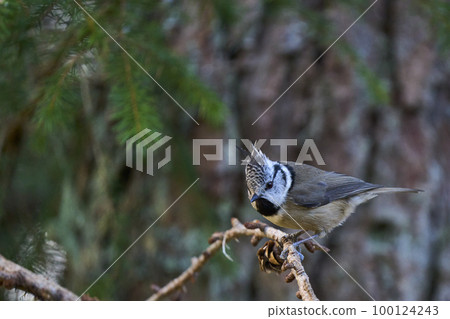 Crested Tit 100124243