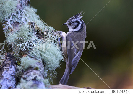 Crested Tit 100124244