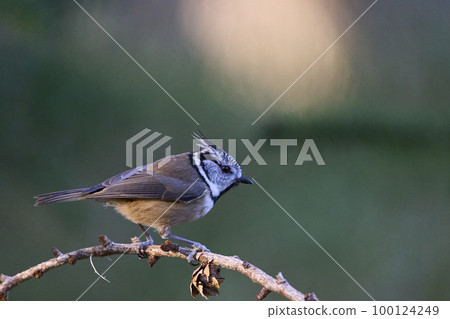Crested Tit Crested Tit 100124249