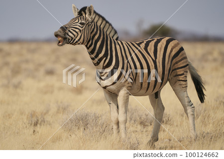 Burchell's Zebra 100124662
