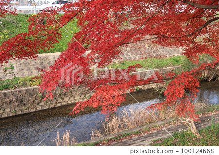 Maple leaves on the Saho River Maple leaves on the Saho River 100124668