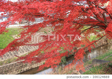 Maple leaves on the Saho River 100124669