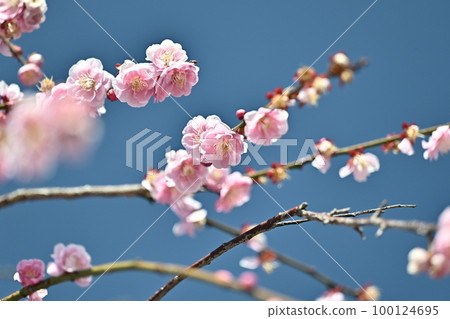 Weeping plum (weeping Japanese apricot) Weeping plum (weeping Japanese apricot) 100124695