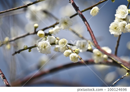 Weeping plum (weeping Japanese apricot) 100124696