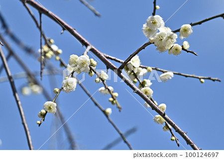 Weeping plum (weeping Japanese apricot) 100124697