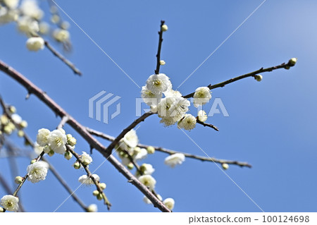 Weeping plum (weeping Japanese apricot) Weeping plum (weeping Japanese apricot) 100124698