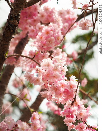 Weeping cherry tree 100124831