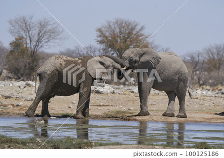African Elephant sparring African Elephant sparring 100125186