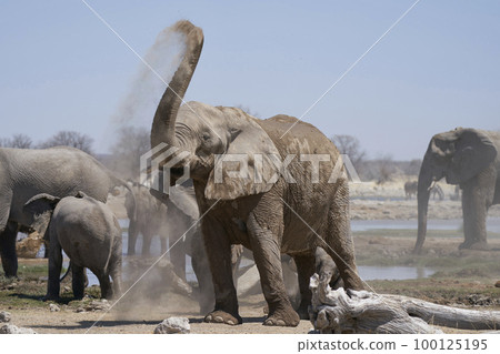 African elephant having a dust bath 100125195