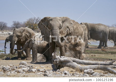 African elephant having a dust bath 100125196