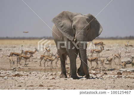 African elephant approaching a waterhole 100125467