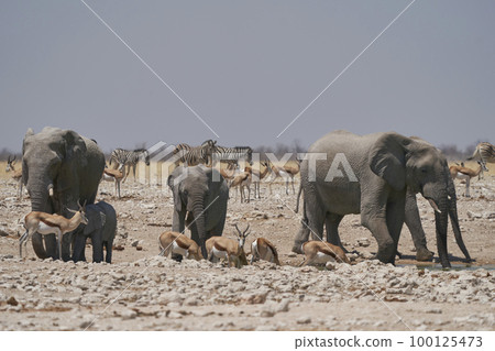African elephant at a waterhole 100125473